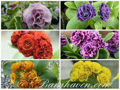 NAMED DOUBLE AURICULAS Plant collection